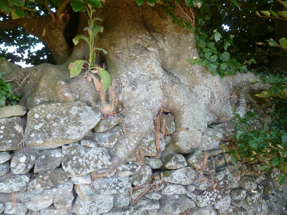 Curiosité : un arbre enraciné sur un mur de pierres