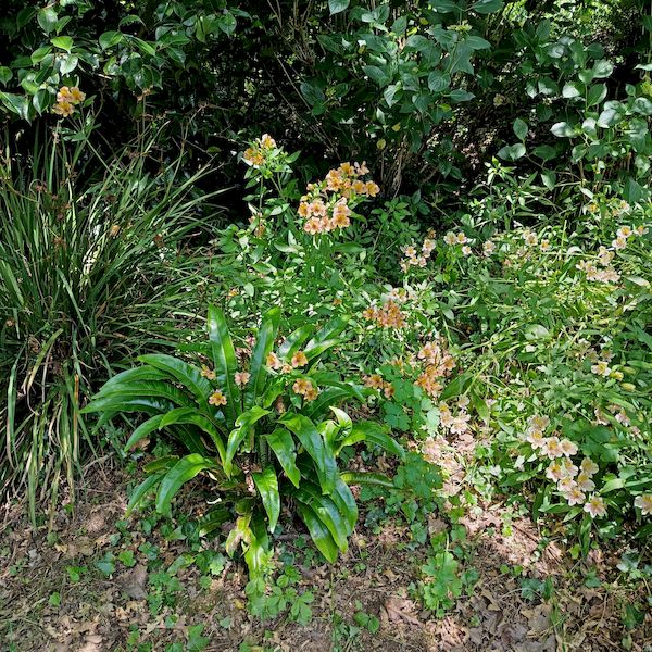 PhotoJardinJNH_08