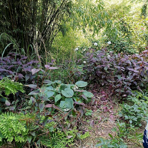 PhotoJardinJNH_12