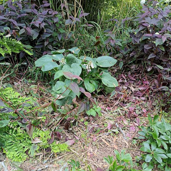 PhotoJardinJNH_13