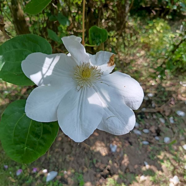 PhotoJardinJNH_15