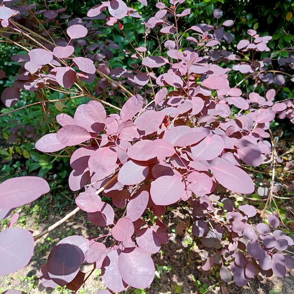 PhotoJardinJNH_16