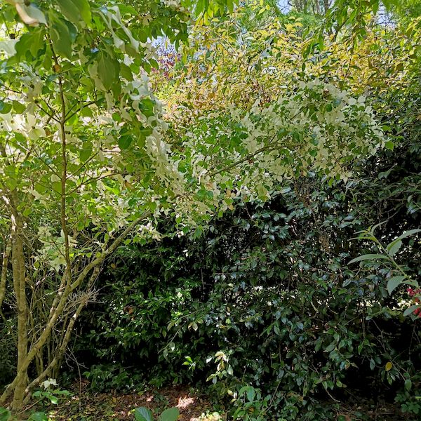 PhotoJardinJNH_17