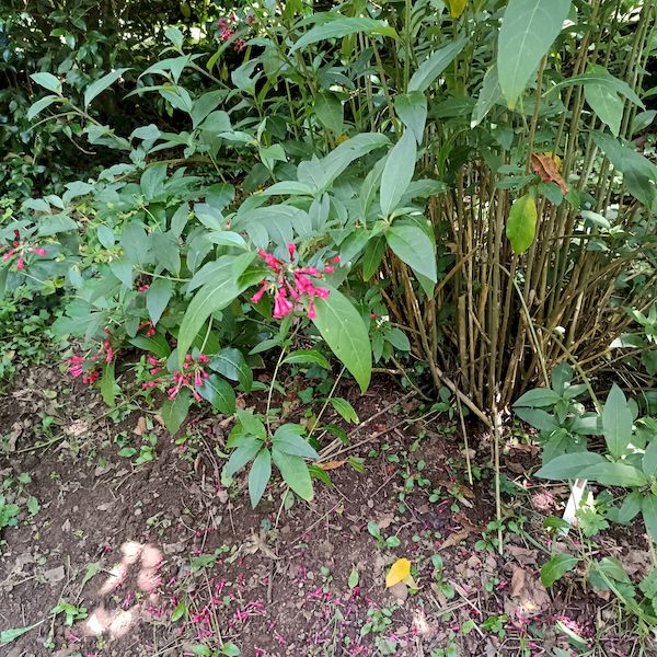 PhotoJardinJNH_18