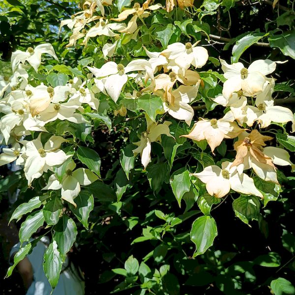 PhotoJardinJNH_19
