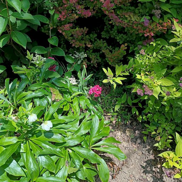 PhotoJardinJNH_20