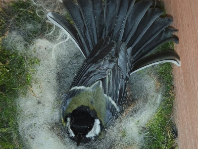 Mésange charbonnière en colère