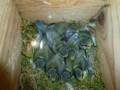 Mésanges bleues au nid