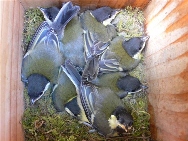 Mésanges charbonnières au nid