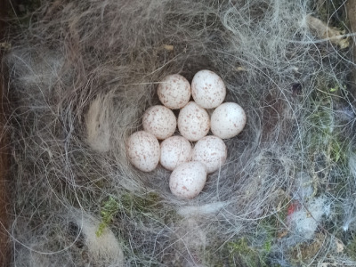 Oeufs de Mésange