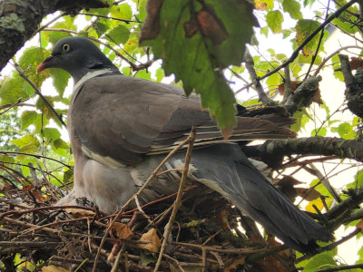 Pigeon Ramier au nid