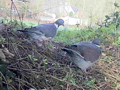 Pigeons ramier
